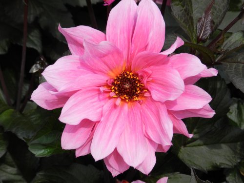 Wakehurst Place 24 June 2011