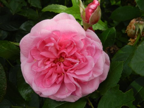 Wakehurst Place 24 June 2011