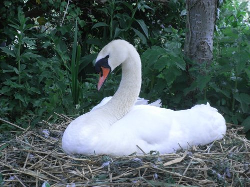 Nesting Swan in Abbotsbury
