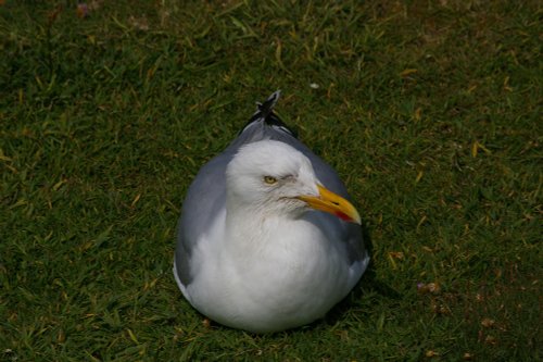 Calf of Sound, Herring Gull