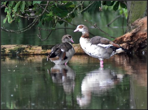 Egyptian Geese, Earith.