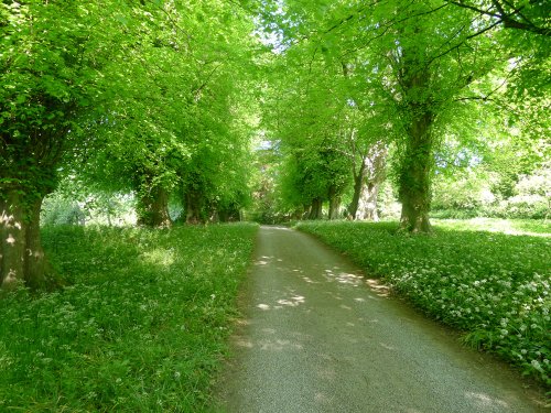 Woodland and Wildflowers at Constable Burton Hall