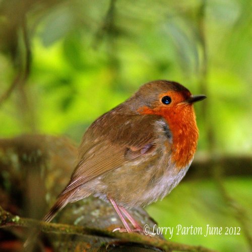 sheltering from the rain