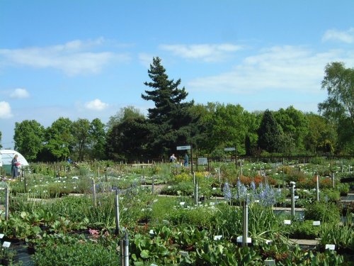 Beth Chatto Gardens, May 2001