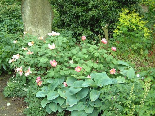 Beth Chatto Gardens, May 2001