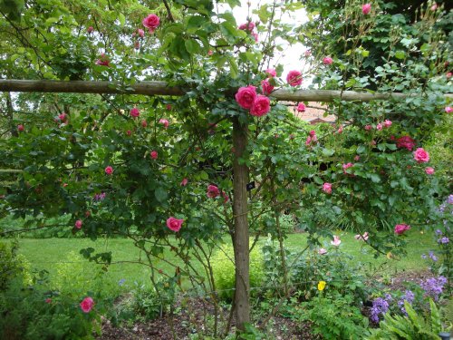 East Lambrook Manor, June 2009