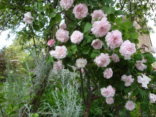 East Lambrook Manor, June 2009