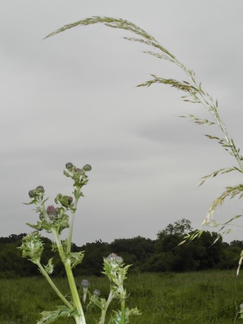 Bookham Common Plantlife