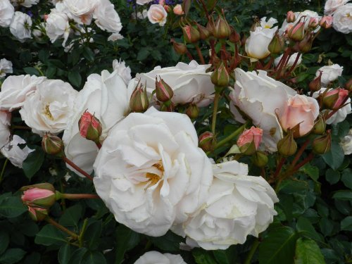 Bodnant Garden, June 2011