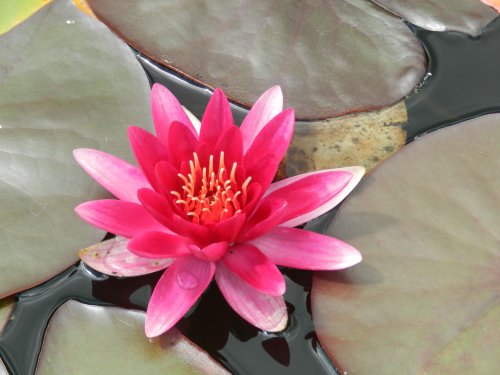 Bodnant Garden, June 2011
