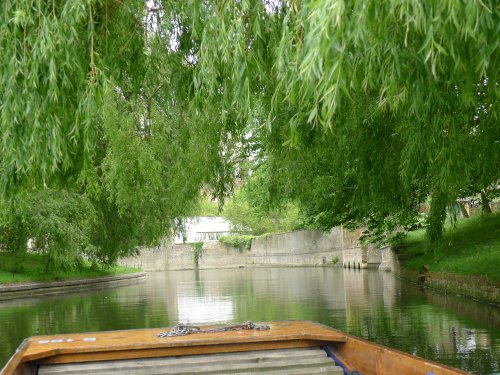 Underneath the Willow Trees, College Backs, Cambridge