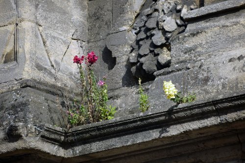 Flowers everywhere, Cambridge