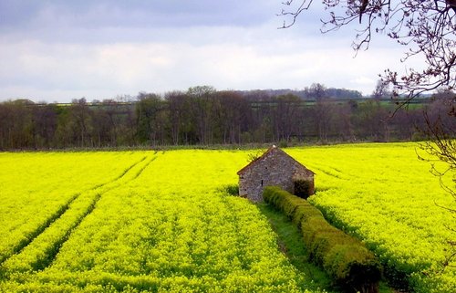 High Coniscliffe, County Durham