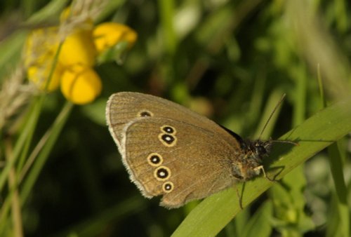 Ringlet butterfly, Rushbeds Nature Reserve, Bucks