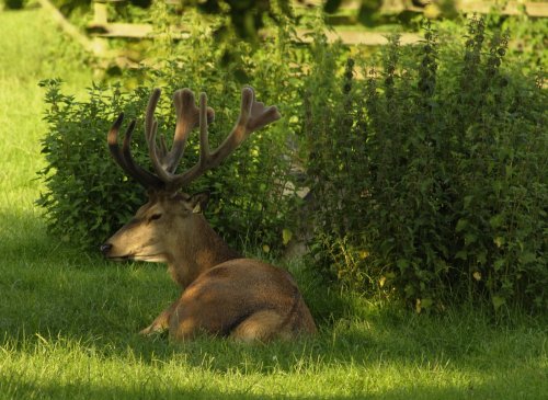 Deer stag