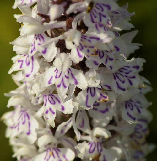 Common Spotted Orchid, Rushbeds Nature Reserve, Bucks