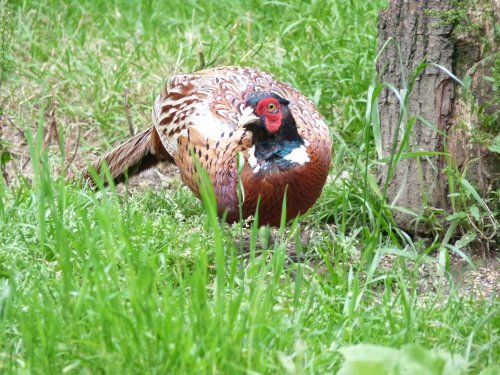 Warnham Nature Reserve