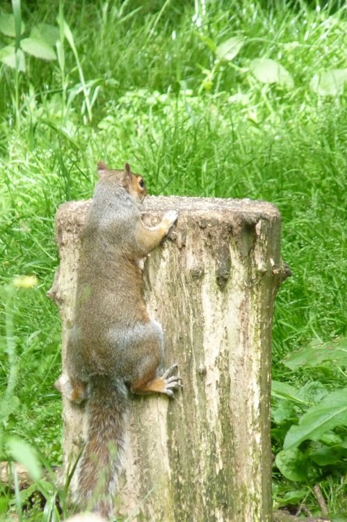 Hang On - it's a trunk call