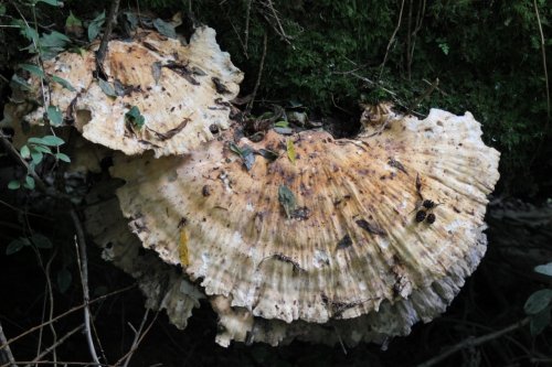 Plate of Fungi