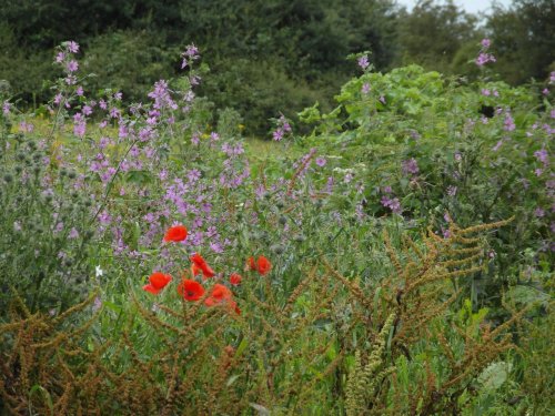 Wild Flowers of Fetcham
