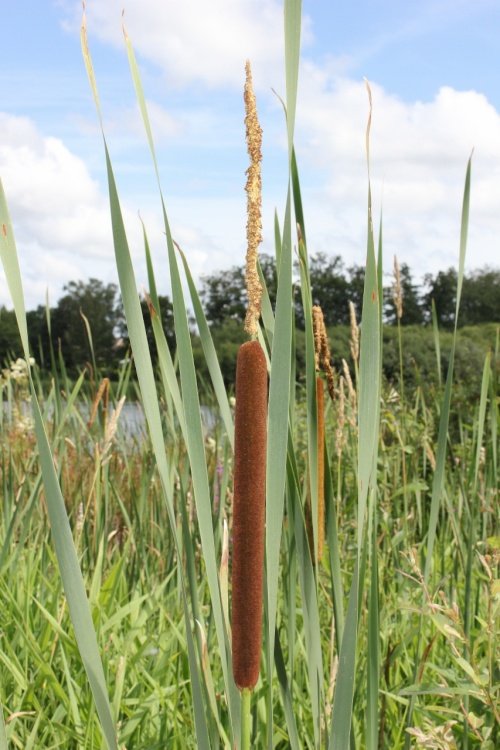 The Bullrush of Warnham Nature Reserve