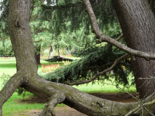 Greenwich Park Flower Garden