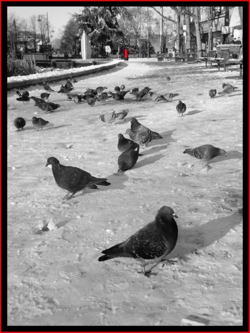Pigeons at Watford Pond.