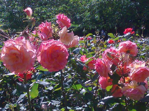 Peach roses Queen Mary's Rose Garden