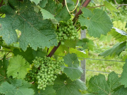 A drop of plonk for next year?