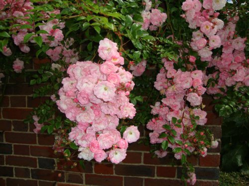Roses in Sissinghurst Castle Gardens