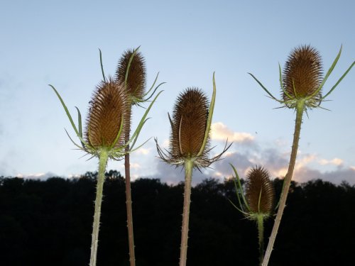 With a little help from the flash