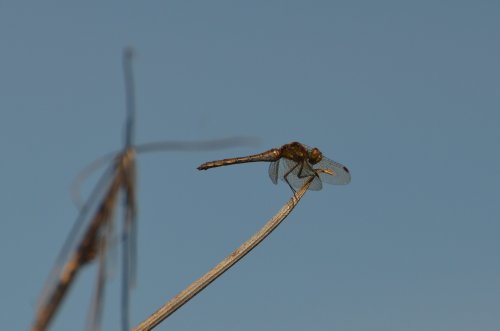 Female Common Darter