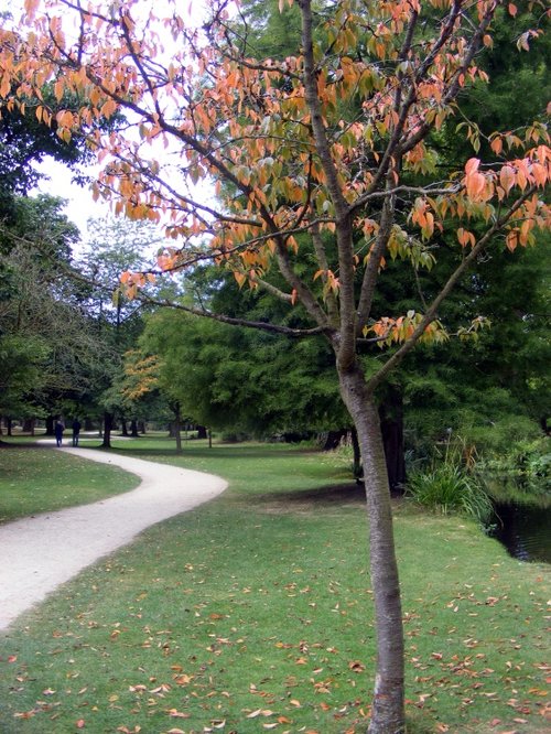 Woodland Gardens, Bushey Park