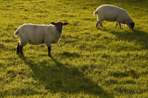 Ambleside sheep 2