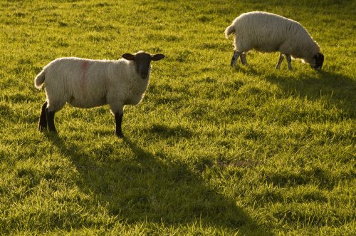 Ambleside sheep 2
