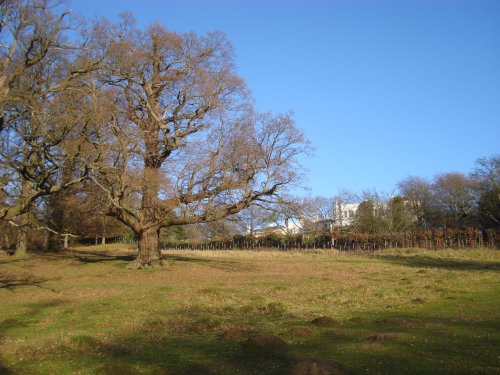 Richmond Park, sunny January day