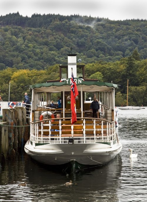 Tern at Bowness