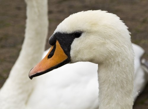 Bowness swan 3