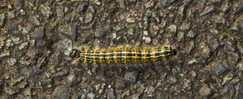 Why did the caterpillar cross the road?