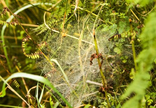 Early morning web, Rydal