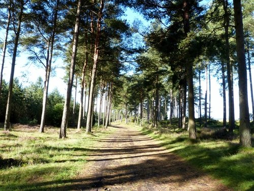 Tentsmuir forest