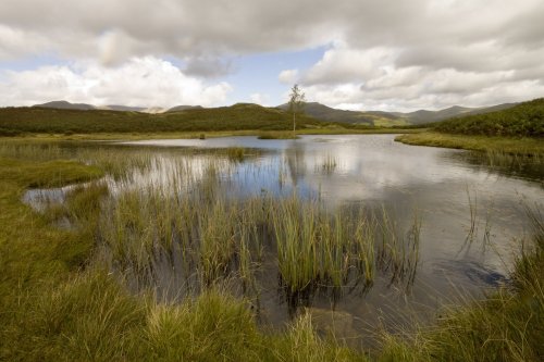 Lily Tarn above Ambleside