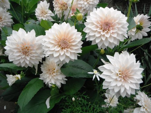 Garden at FitzAlan Chapel