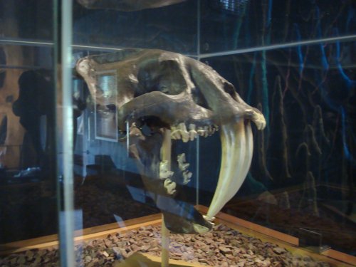 Treasures of the Earth, the skull of a Sabretooth Tiger