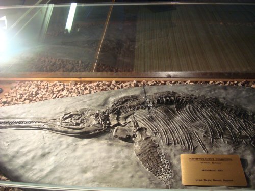 Treasures of the Earth, the fossilised Icthyosaurus