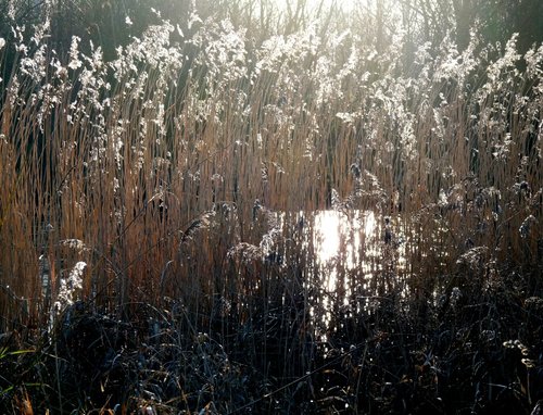 Dying grass, Thurmaston