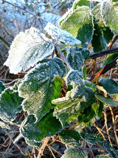 Frosty by the River Soar Thurmaston