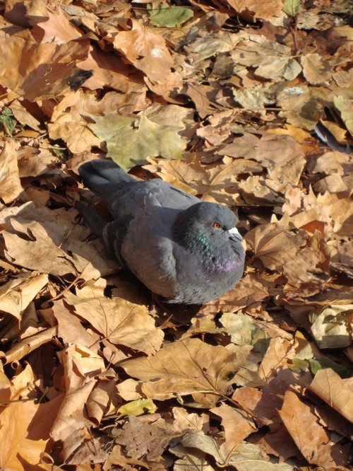A Pigeon enjoying the Sun in St James's Park, London.