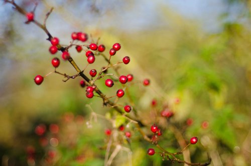 Branston Water Park - Winter Berries