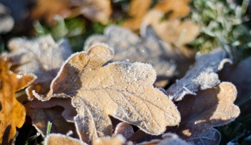 Frosted Leaves on the ground at Branston Water Park